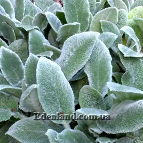 Изображение Стахис византийский - Stachys byzantina