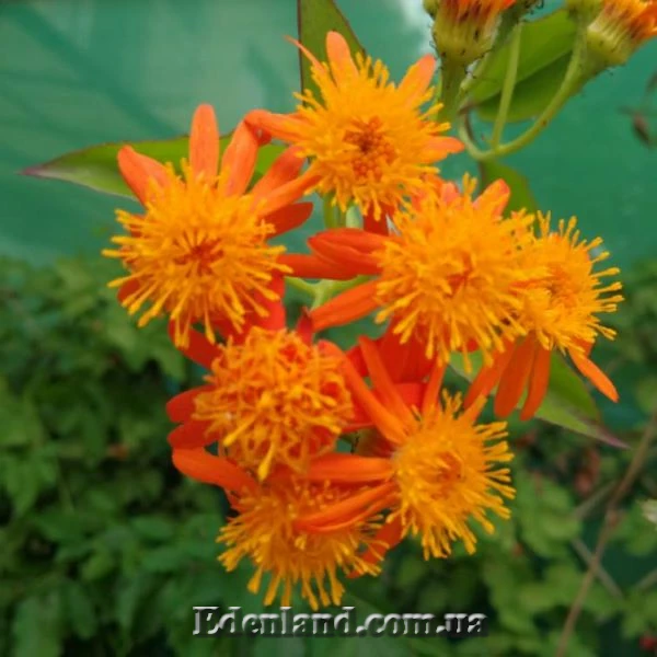 Изображение соцветие