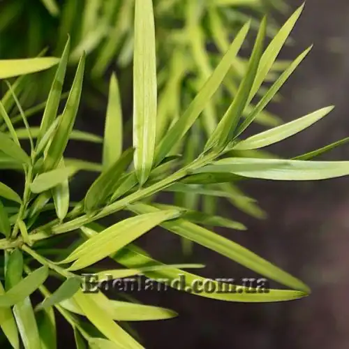 Изображение Афрокарпус серповидный - Afrocarpus falcatus