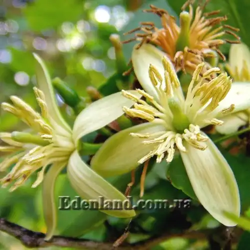 Изображение цветок