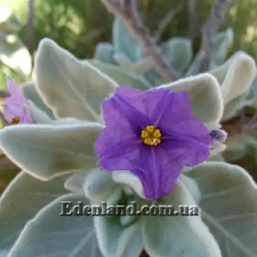 Изображение Паслен шерстистолистный - Solanum lasiophyllum 