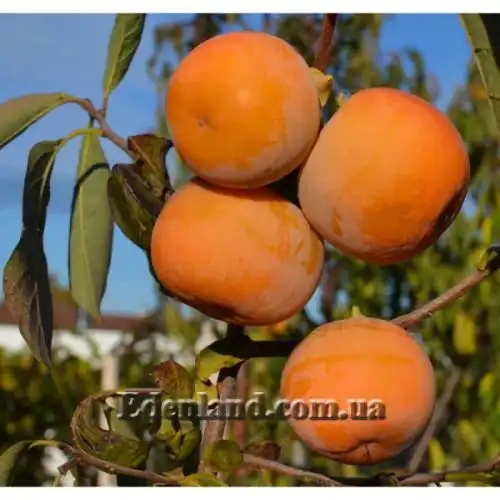 Зображення Хурма Росіянка - Diospyros