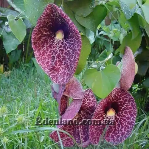 Зображення Аристолохія елегантна - Aristolochia elegans