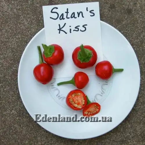 Изображение Перец Поцелуй Сатаны - Satans Kiss Pepper