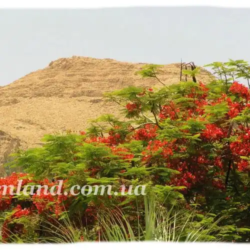 Зображення Ботанічний сад Ейн-Геді