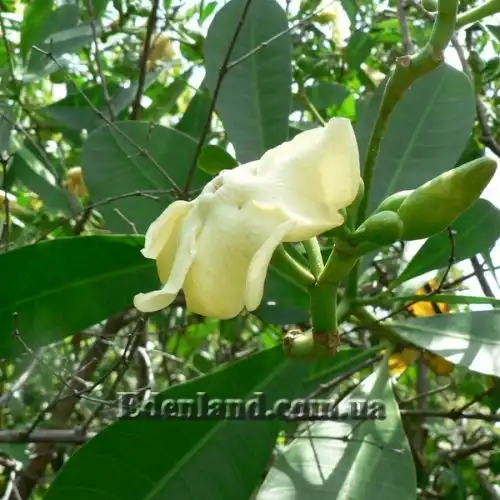 Изображение Воаканга Туара - Voacanga thouarsii 