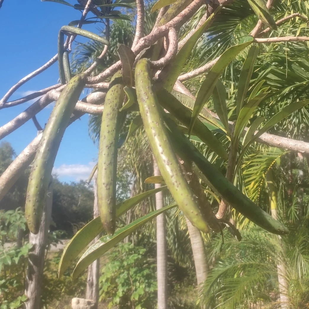 Изображение Плюмерия тупая  - Plumeria obtusa