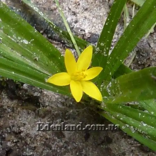 Изображение Гипоксис гемерокаллисовидный - Hypoxis hemerocallidea