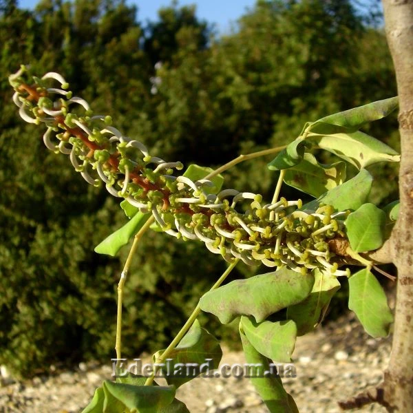 Зображення жіноче суцвіття 