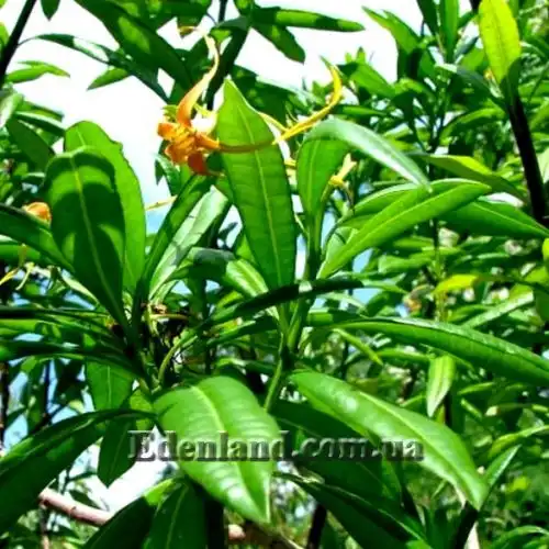 Изображение Строфантус красивый - Strophanthus speciosus