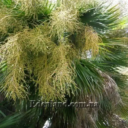 Зображення цвітіння