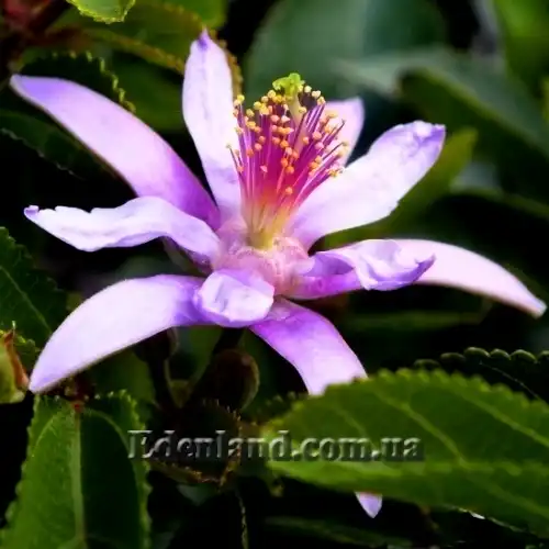 Изображение Гревия западная - Grewia occidentalis