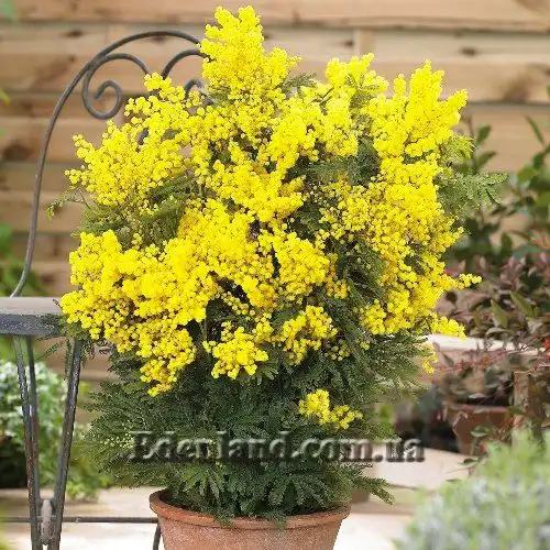 Изображение Акация беловатая (серебристая) - Acacia dealbata