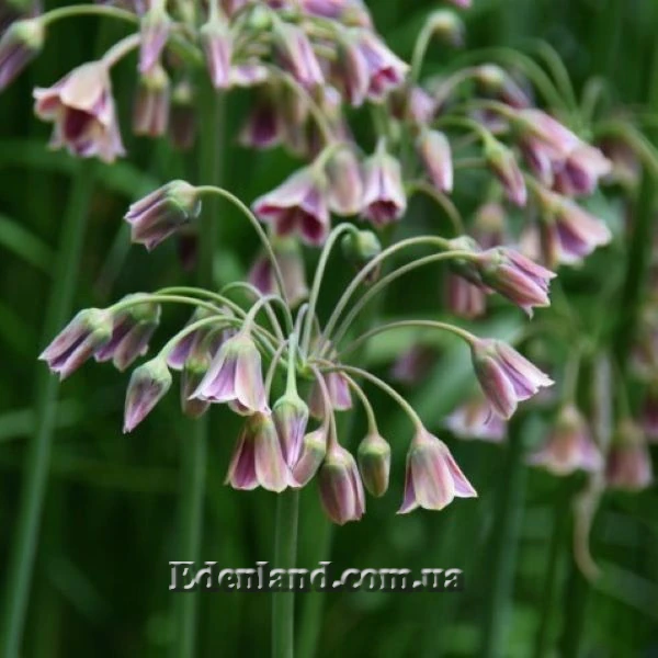 Зображення цвітіння