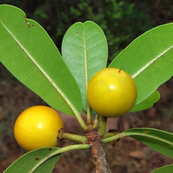 Изображение Манилкара одноцветная  - Manilkara concolor