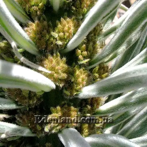 Изображение бутоны