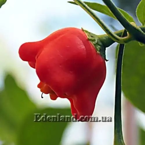 Изображение Перец Корона епископа - Capsicum Bishops Crown