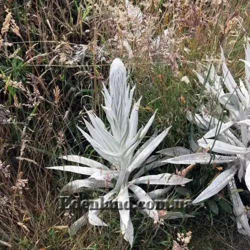 Изображение Сенецио снежно-золотистый - Senecio niveoaureus