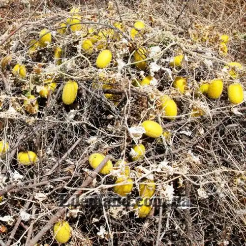 Изображение Огурец ворсянковый  - Cucumis dipsaceus