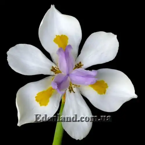 Изображение Диетес крупноцветковый       - Dietes grandiflora