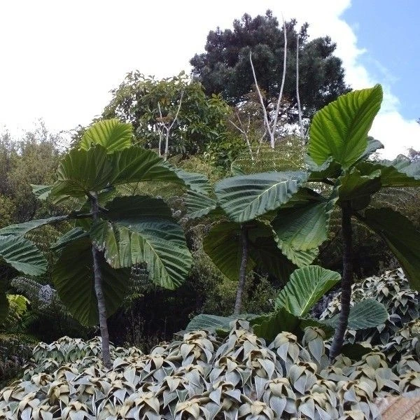 Изображение Фикус Бруса - Ficus brusii 