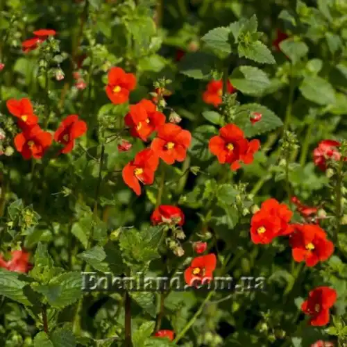 Изображение Алонсоа южная  - Alonsoa meridionalis