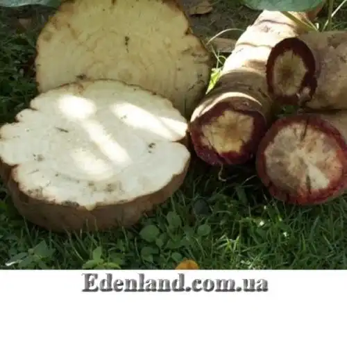 Зображення кореневище