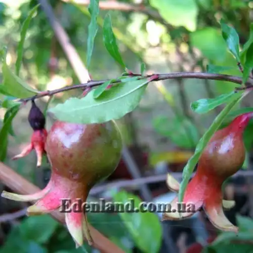 Зображення стигнучі плоди