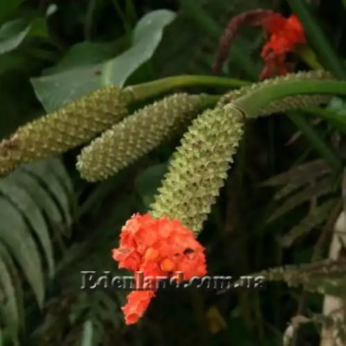 Изображение созревающий плод