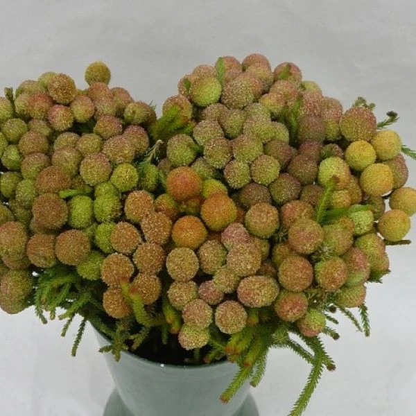 Изображение Берцелия Галпина - Berzelia galpinii