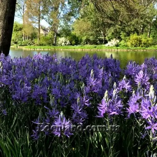 Изображение Камассия Лейхтлина - Camassia leichtlinii