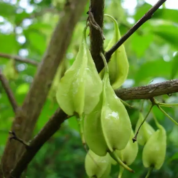 Изображение зеленые плоды