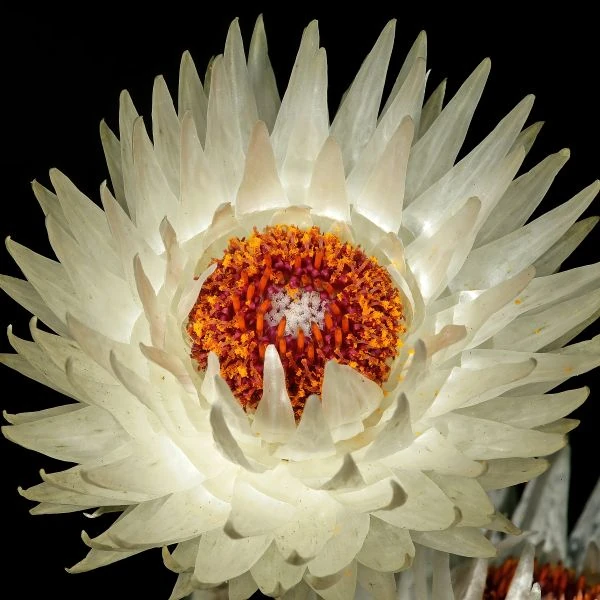 Изображение Синкарфа одетая  - Syncarpha vestita 