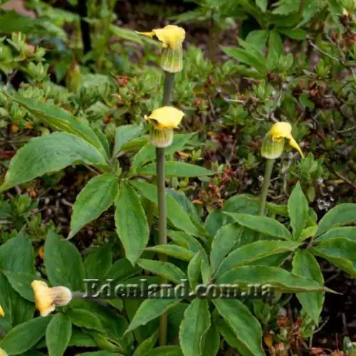 Зображення Арізема жовта - Arisaema flavum