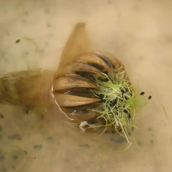 Зображення проростаюче насіння