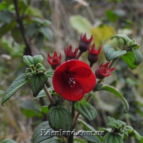 Зображення Тібухіна гросса - Tibouchina grossa