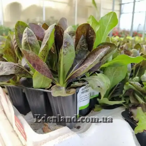 Зображення Цикорій салатний 