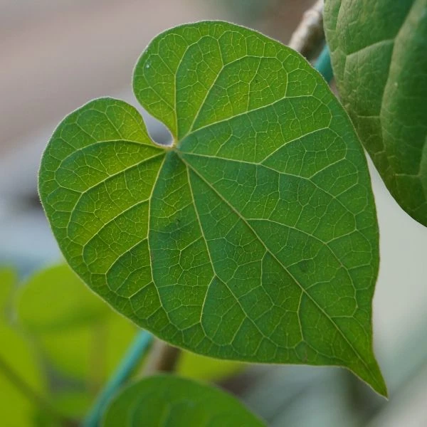 Изображение Телосма сердцевидная  - Telosma cordata