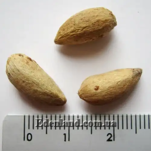 Изображение семена