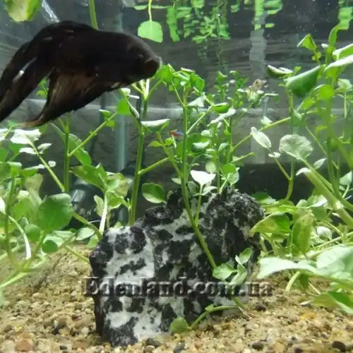 Изображение Настурция лекарственная - Nasturtium officinale