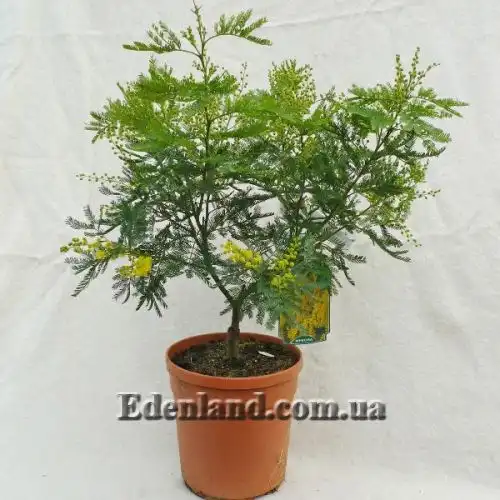 Изображение Акация беловатая (серебристая) - Acacia dealbata
