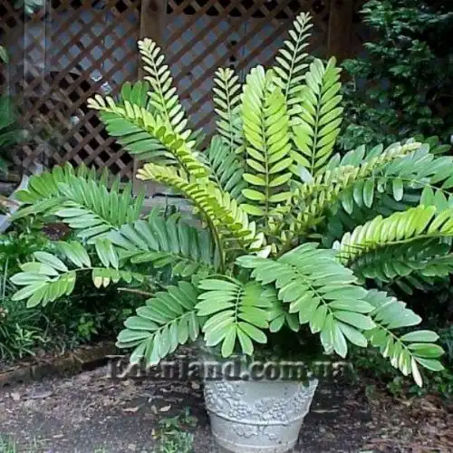 Изображение Замия шершавая - Zamia furfuracea 