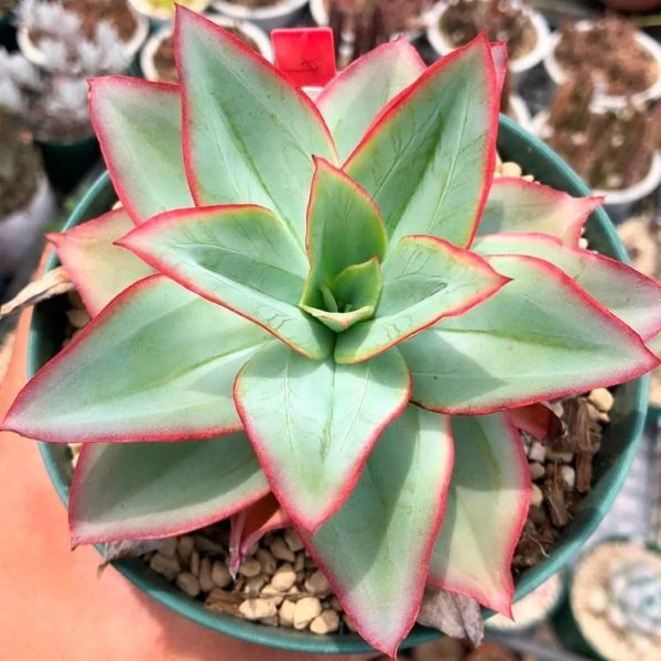 Зображення Ечеверія жорсткувата - Echeveria subrigida 