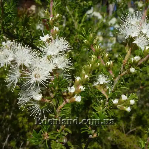 Изображение цветение