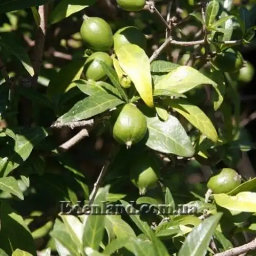 Изображение Ротмания шаровидная - Rothmannia globosa