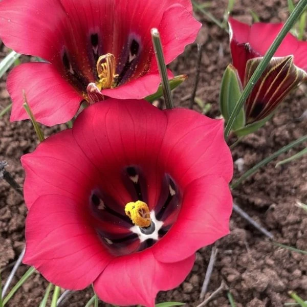 Зображення Ромулея однобратна - Romulea monadelpha  