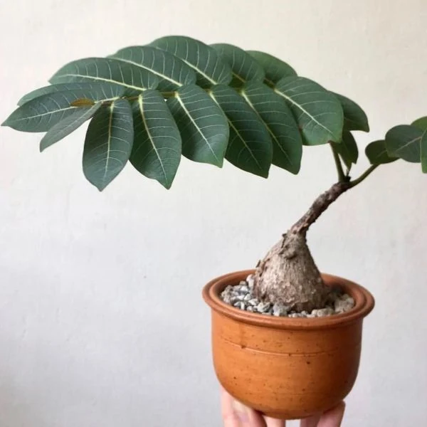 Філантус чудовий - Phyllanthus mirabilis 