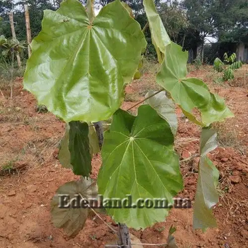 Изображение листья