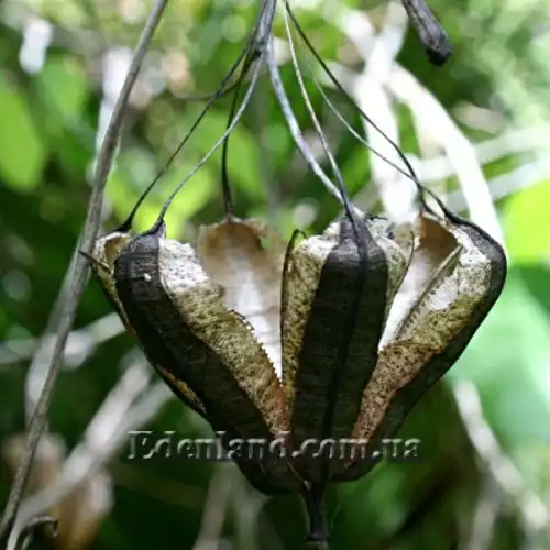 Зображення Аристолохія елегантна - Aristolochia elegans