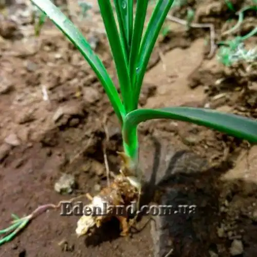 Изображение Анемаррена асфоделовидная - Anemarrhena asphodeloides